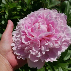Sarah Bernhardt Peony -Fast Growing Trees Sarah Bernhardt Peony 2