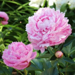 Sarah Bernhardt Peony -Fast Growing Trees Sarah Bernhardt Peony 5 FGT