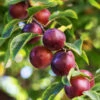 Satsuma Plum Tree -Fast Growing Trees Satsuma Plum 600x600 ac1fa119 665e 4703 805a ba2b5c7c1b8d