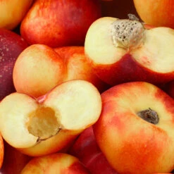 Donut Saturn Peach Tree -Fast Growing Trees Saturn Peach Tree 1 c5562afa 6180 4bc9 93b7 f9f53b5d2cd0