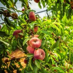Donut Saturn Peach Tree -Fast Growing Trees Saturn Peach Tree 5 21ea4320 798c 41bd 932e b7297febbf6c