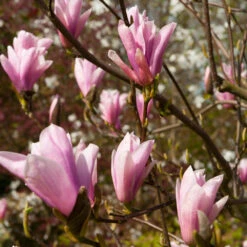 Saucer Magnolia Tree -Fast Growing Trees Saucer Magnolia 2 FGT