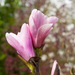 Saucer Magnolia Tree -Fast Growing Trees Saucer Magnolia 3