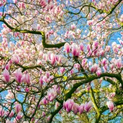 Saucer Magnolia Tree -Fast Growing Trees Saucer Magnolia 6