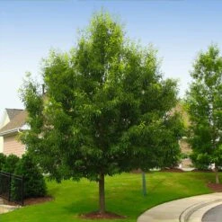Sawtooth Oak Tree -Fast Growing Trees Sawtooth Oak Tree 2
