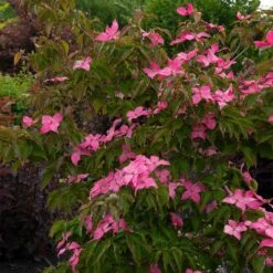 Scarlet Fire® Dogwood Tree -Fast Growing Trees Scarlett Fire 1