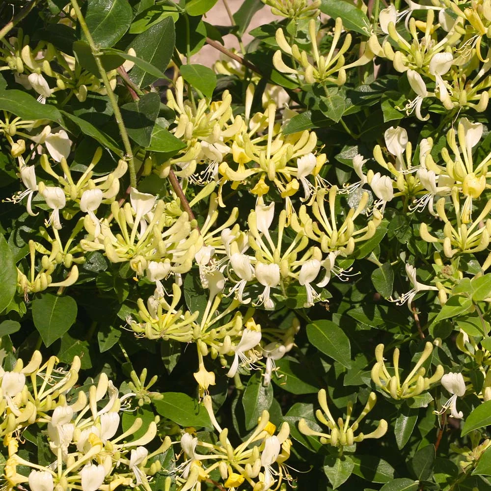 'Scentsation' Honeysuckle Vine 4 'Scentsation' Honeysuckle Vine - Image 2