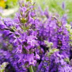Sensational™ Lavender Plant 10 Sensational™ Lavender Plant -Fast Growing Trees Sensational Lavender 10