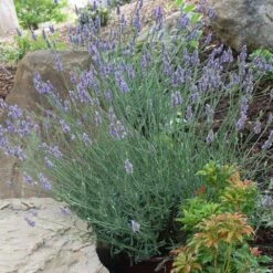Sensational™ Lavender Plant 13 Sensational™ Lavender Plant -Fast Growing Trees Sensational Lavender 11