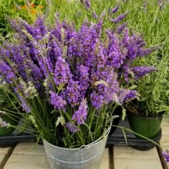 Fast Growing Trees -Fast Growing Trees Sensational Lavender 12