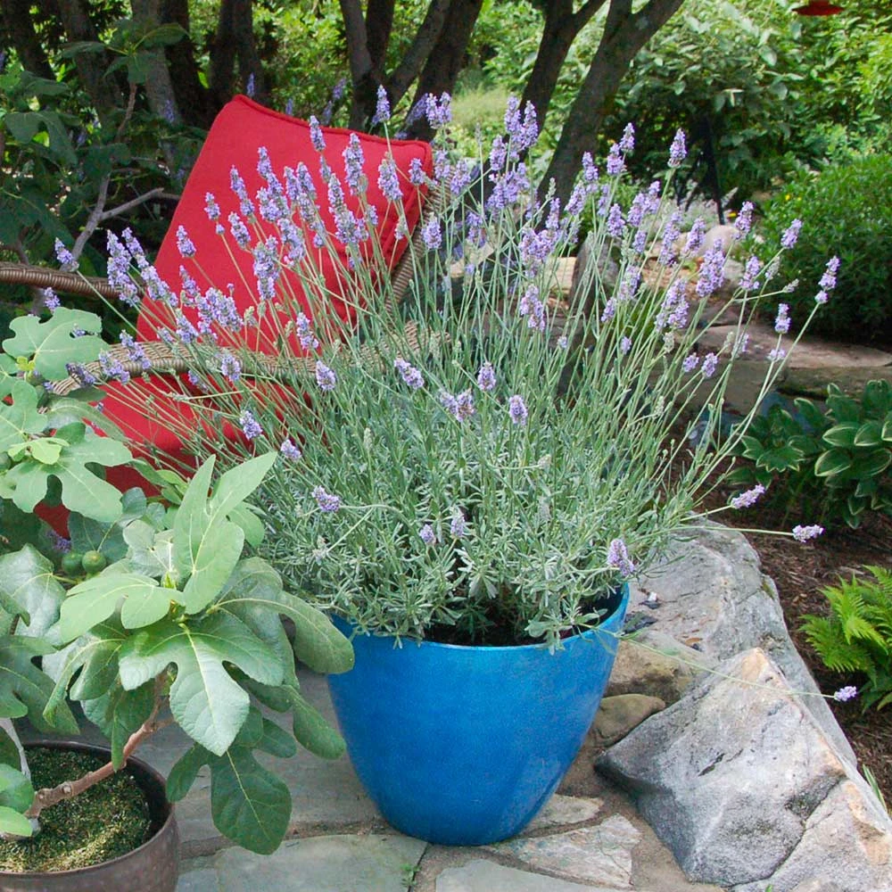Sensational™ Lavender Plant 7 Sensational™ Lavender Plant - Image 5