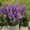 Sensational™ Lavender Plant 1 Sensational™ Lavender Plant -Fast Growing Trees Sensational Lavender 600x600 5b5ad5ce 84f6 418c 844c 43c327506630