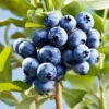 Sharpblue Blueberry Bush -Fast Growing Trees Sharpblue Blueberry 600x600 3abc7315 809e 49fc ba9e ba9700ad2e0f