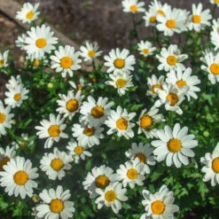 Becky Shasta Daisy -Fast Growing Trees Shasta Daisy Becky 2 FGT