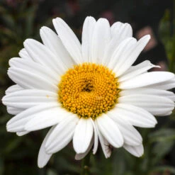 Becky Shasta Daisy -Fast Growing Trees Shasta Daisy Becky 4 FGT