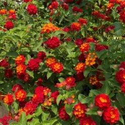Shazam Lantana -Fast Growing Trees Shazam Lantana 3 FGT