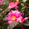 Camellia 'Shi-Shi Gashira' Shrub -Fast Growing Trees ShiSHi Gashira Camellia FGT 600x600 bafe4450 79ed 4016 84c6 d7fcb64225e8