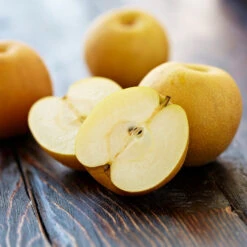 Shinseiki Asian Pear -Fast Growing Trees Shinseiki Asian Pear 5 FGT