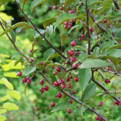 Show Time™ Crabapple Tree -Fast Growing Trees Show Time Crabapple 1