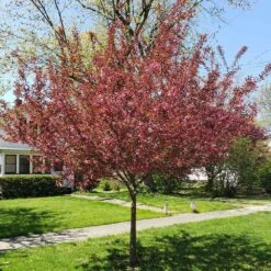 Show Time™ Crabapple Tree -Fast Growing Trees Show Time Crabapple 3