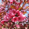 Show Time™ Crabapple Tree -Fast Growing Trees Show Time Crabapple 600x600 1eed0a0f 6705 4b3e 936f 95c02a5f2eb7
