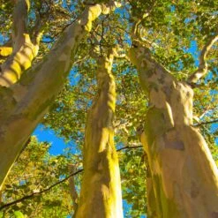 Sioux Crape Myrtle -Fast Growing Trees Sioux Crape Myrtle