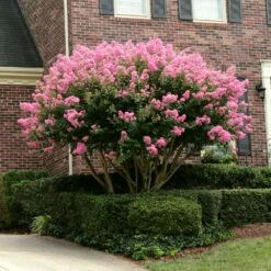 Sioux Crape Myrtle -Fast Growing Trees Sioux Crape myrtle 2