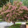 Sioux Crape Myrtle -Fast Growing Trees Sioux Crape myrtle FGT 600x600 c3f26958 d4d9 4062 b2b6 fe702d4b6de9