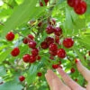 Skeena Cherry Tree -Fast Growing Trees Skeena Cherry FGT 600X600 1304eed1 04ee 4e47 9ef3 8afb5cd1cf53
