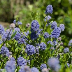 Skylark California Lilac -Fast Growing Trees Skylark California Lilac 3 FGT