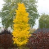 Sky Tower Ginkgo Tree -Fast Growing Trees Skytower Ginkgo Tree FGT 600x600 2c6c6660 5cb6 42a2 91ee 9abb32c0b23f