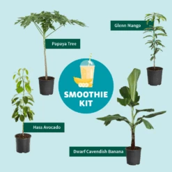 Papaya Tree -Fast Growing Trees Smoothie Kit Graphic 11ae7b3b 499b 4165 a9bd 09be178c93af