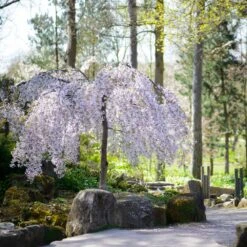 Snow Fountains® Weeping Cherry Tree -Fast Growing Trees Snow Fountains Weeping Cherry 8