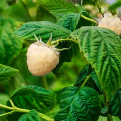 Snowbank White Blackberry Bush -Fast Growing Trees Snowbank Blackberry 1