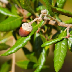 Live Oak Tree -Fast Growing Trees Southern Live Oak FGT 1