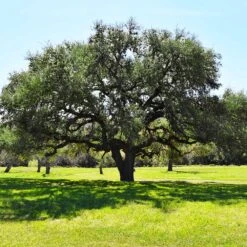 Live Oak Tree -Fast Growing Trees Southern Live Oak FGT 3