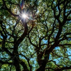 Live Oak Tree -Fast Growing Trees Southern Live Oak FGT 4