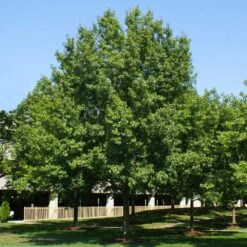 Southern Red Oak Tree -Fast Growing Trees Southern Red Oak 2