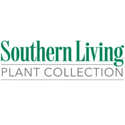 Coppertop® Sweet Viburnum Shrub 11 Coppertop® Sweet Viburnum Shrub -Fast Growing Trees Southn Living 1000x1000 696b1d85 1156 4d57 a0e9 861bb85e1447