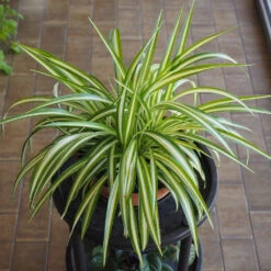 Spider Plant -Fast Growing Trees Spider Plant 1