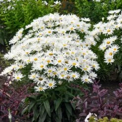Amazing Daisies® ‘Spun Silk’ Shasta Daisy -Fast Growing Trees Spun Silk Bananas 3
