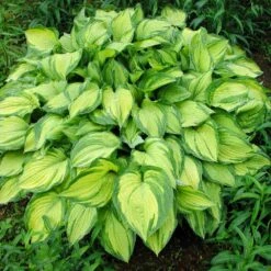 Stained Glass Hosta Plant -Fast Growing Trees Stained Glass Hosta 1