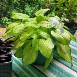 Stained Glass Hosta Plant -Fast Growing Trees Stained Glass Hosta 3