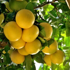 Star Ruby Grapefruit Tree -Fast Growing Trees Star Grapefruit 4