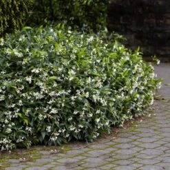Star Jasmine 9 Star Jasmine -Fast Growing Trees Star Jasmine 2 FGT