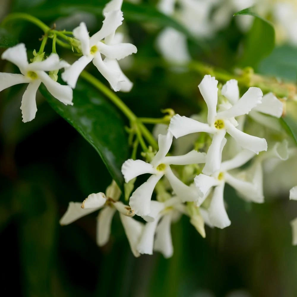 Star Jasmine 5 Star Jasmine - Image 3