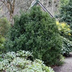 Steeds Japanese Holly Shrub -Fast Growing Trees Steeds Holly 1