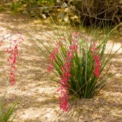 Dwarf Red Yucca Stoplights -Fast Growing Trees Stoplights Dwarf Hesperaloe 3