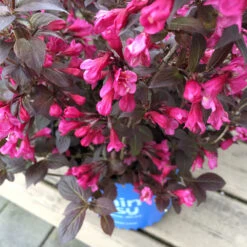 Stunner® Weigela -Fast Growing Trees Stunner weigela 1