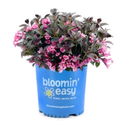 Stunner® Weigela -Fast Growing Trees Stunner weigela 3